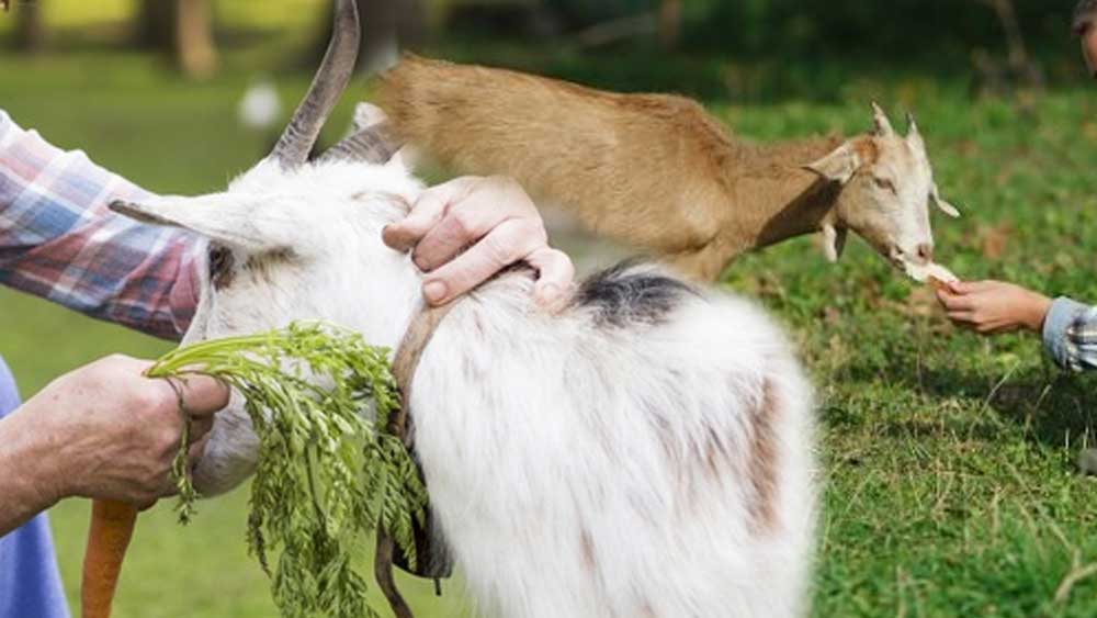 Goat Feeding